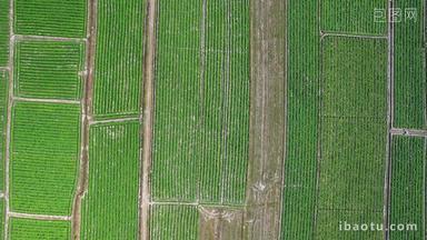 大规模农田种植航拍实拍4k